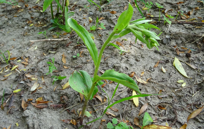 Epipactis bugacensis subsp. bugacensis